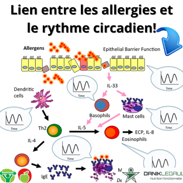 Danik Legault Naturopathe Lien Entre Les Allergies Et Le Rythme Circadien