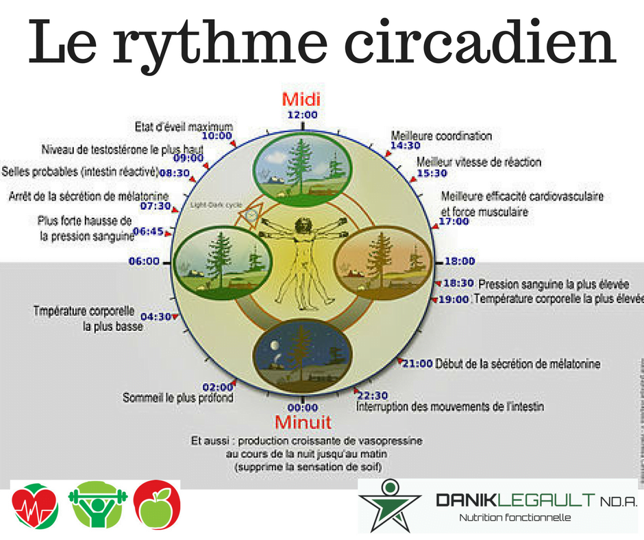 Danik Legault Naturopathe Le Rythme Circadien