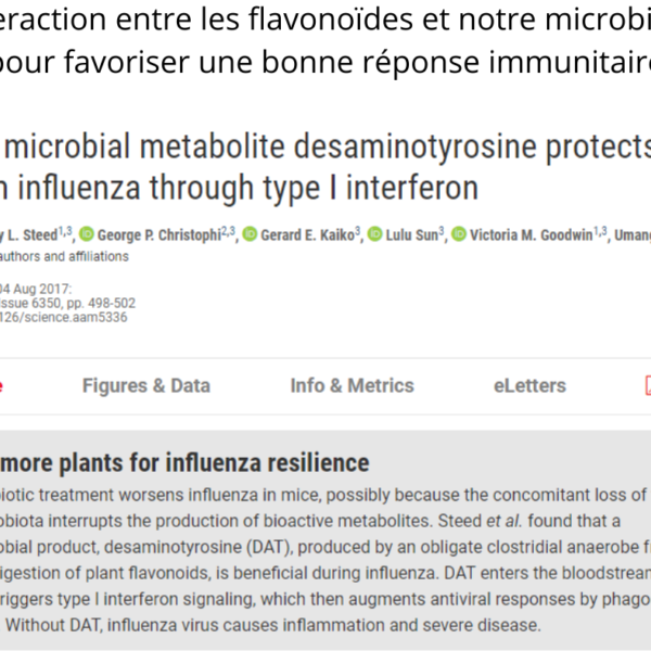 Danik Legault Naturopathe Interaction Entre Les Flavonoïdes Et Notre Microbiote Pour Favoriser Une Bonne Réponse Immunitaire