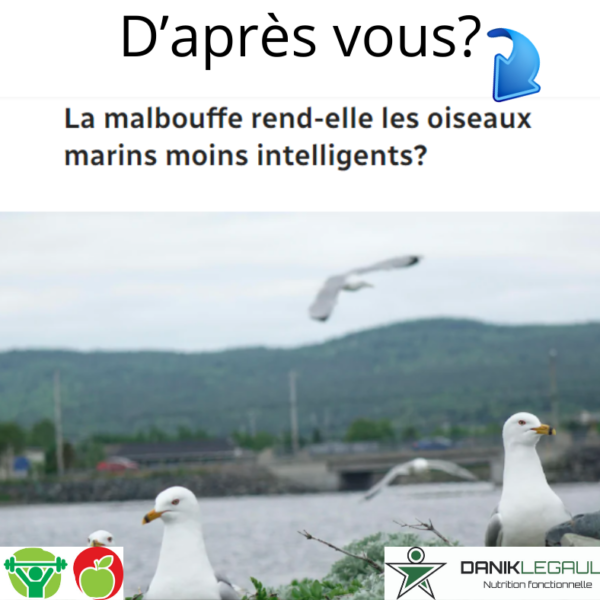 Danik Legault Naturopathe La Malbouffe Rend Elle Les Oiseaux Marins Moins Intelligents