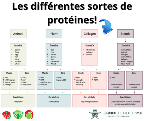 Les Différentes Sortes De Protéines Danik Legault 9242