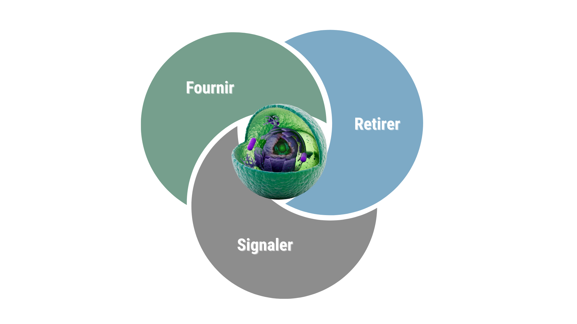 Illustration de trois cercle avec une cellule au centre et les mots Fournir, retirer et signaler