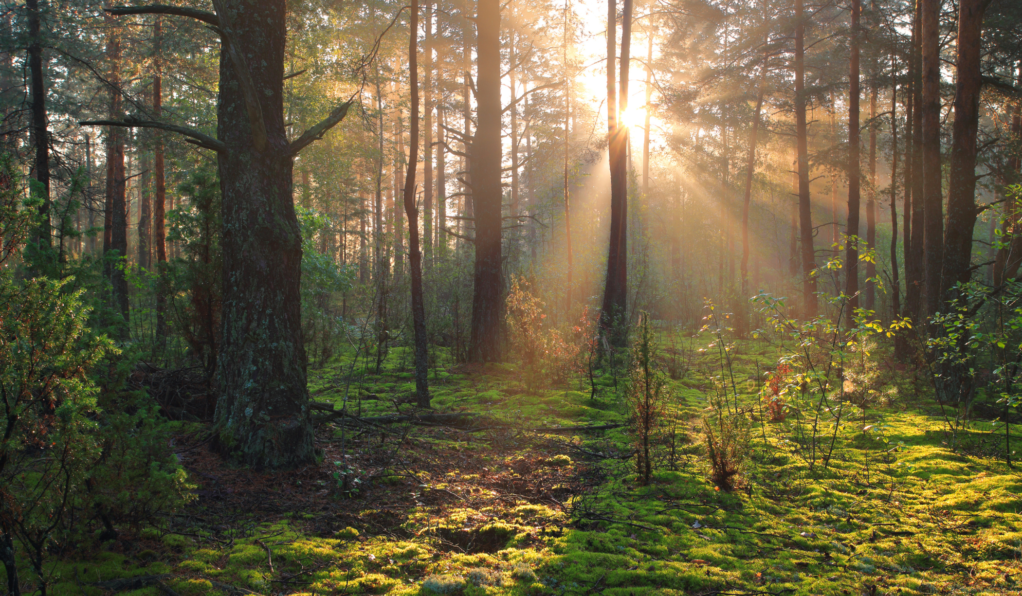 Forêt avec arbres matures et rayons de soleil