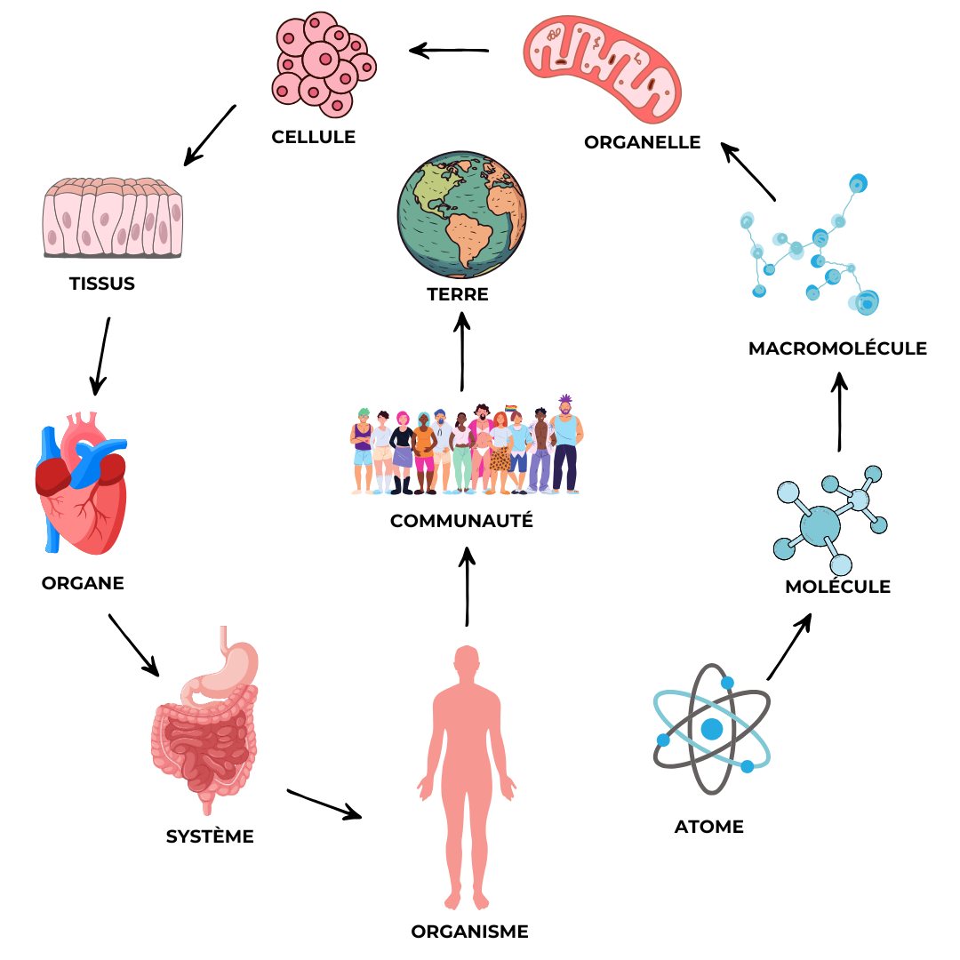 Charte du système du corps humain avec les niveaux d'organisation