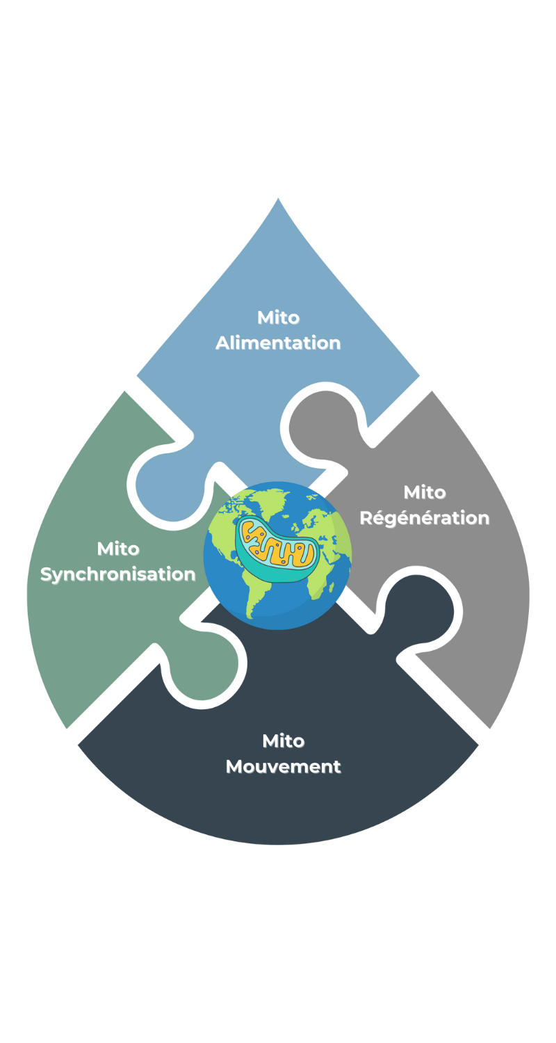 Illustration du programme Mitorésilience de Danik Legault