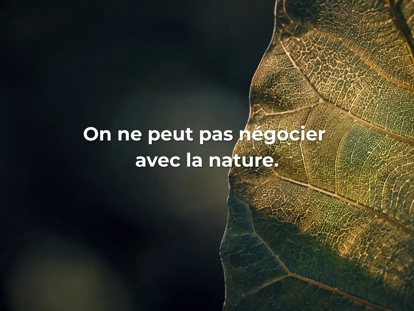 feuille en grand plan sur fond sombre de nature