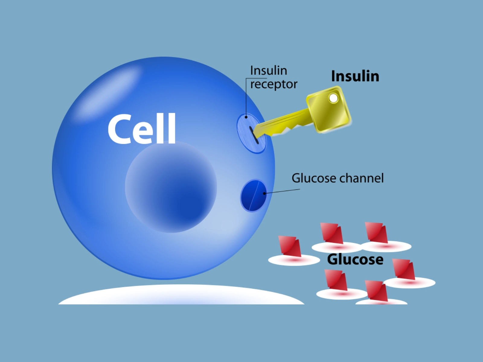 cellule avec glucose et insuline